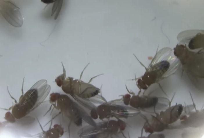 Missão Arca de Noé russa retorna à Terra com 75 ratos e 1500 moscas –  Reprodução/Roscosmos 