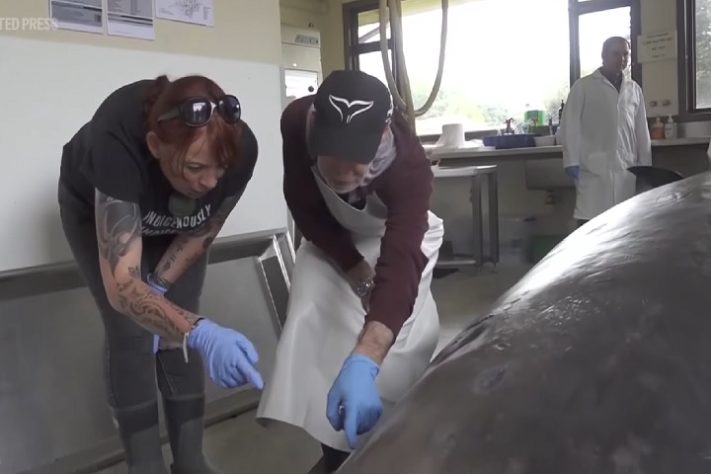 Exemplar de baleia-dente-de-pá, encontrado na Nova Zelândia - Reprodução