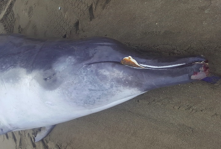 Também chamada de baleia-de-bico-de-Travers, essa é considerada a baleia mais rara do mundo.