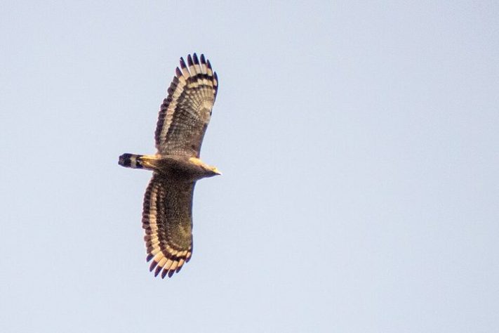 Águia serpentária de crista - Spilornis cheela - Wikimedia Commons/Mike Prince  