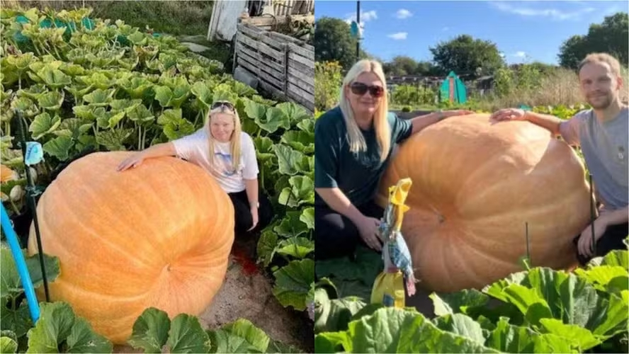 Justin Griffiths e Kay Walker pretendem inscrevê-la no Campeonato Nacional de Vegetais Gigantes, mas ainda não sabem como transportar o enorme fruto. Eles aguardam também outra abóbora, estimada em 250 kg. O recorde mundial, segundo o Guinness, é de 1.246,9 kg, registrado na Califórnia em 2023.