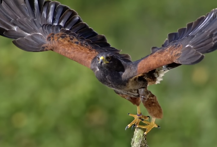 Apesar dos avanços, os robôs ainda podem precisar de auxílio para a decolagem em alguns cenários.