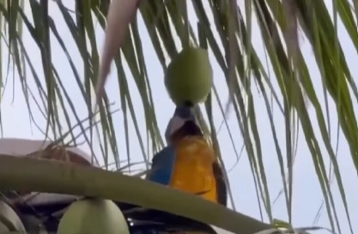 O pássaro impressiona ao segurar o coco com o bico, equilibrá-lo e beber todo o líquido de uma vez. Depois, sem a menor preocupação, descarta o fruto lá de cima, arrancando risadas do público.
