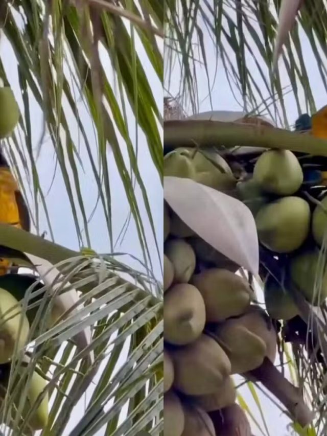 Arara viraliza ao se deliciar com água de coco