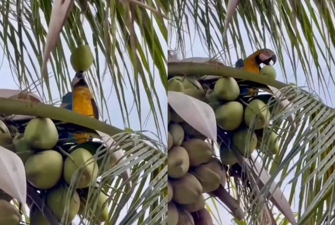 Arara viraliza ao beber água de coco em Cuiabá