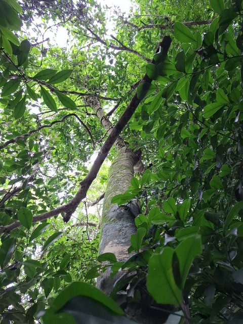 O registro, feito em abril por equipe da Smamus (Secretaria Municipal do Meio Ambiente, Urbanismo e Sustentabilidade de Porto Alegre) em parceria com o pesquisador Martin Molz, confirma a ocorrência autóctone da árvore, que mede 13,5 metros e está em bom estado de saúde.