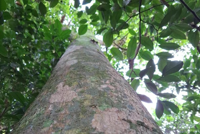 Ameaçada de extinção, árvore rara é encontrada em Porto Alegre