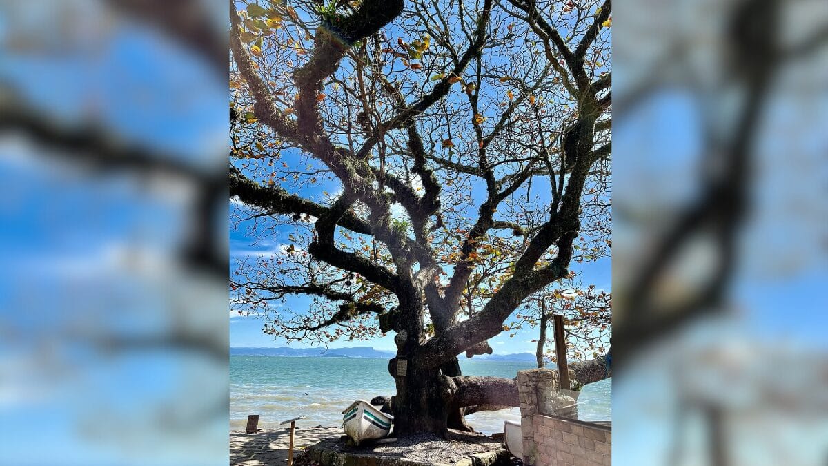 <p>Após sua morte, em 2011, o irmão Alécio registrou a história em uma porta de armário, transformada depois em placa fixada no tronco pelo genro Jailton Bertholino Amandio. Hoje, além de sua beleza natural, o local recebe visitantes que deixam bilhetes com recados, agradecimentos e pedidos ao lado da árvore.</p>
