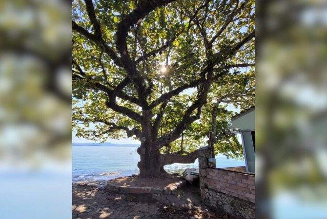 ‘Árvore que fala’ chama a atenção em Florianópolis