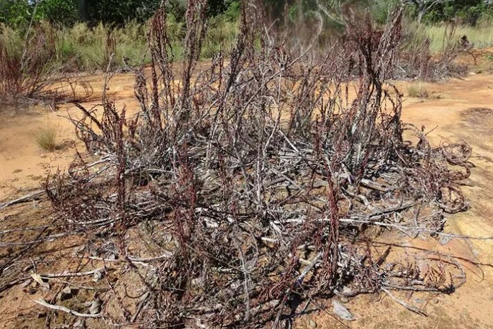 As 'plantas da ressureição' podem perder até 95% da água e parecer completamente mortas, apenas para florescer novamente em apenas 12 horas após a chuva - Divulgação/University Of Cape Town