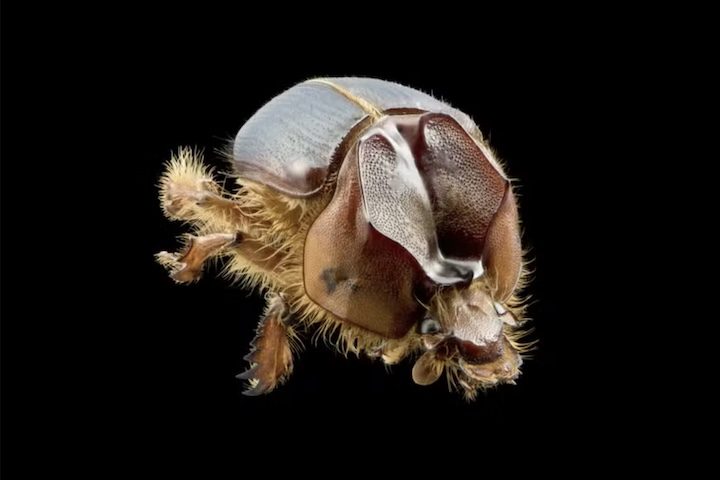 Entre elas está o besouro Athyreus arretado, encontrado em Casa Nova, Bahia. O nome foi dado em referência à famosa expressão regional 