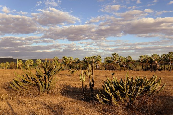 Hoje, apesar das condições adversas, o semiárido brasileiro é uma área rica em biodiversidade.