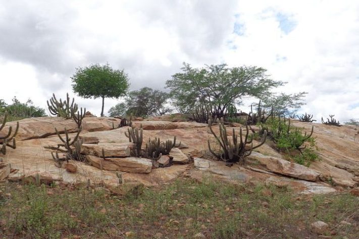 Caatinga — Wikimedia Commons/Diogo Sergio