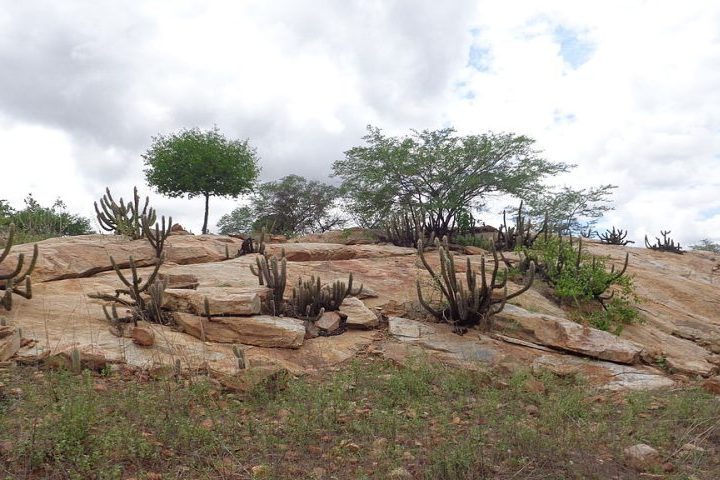 A vegetação predominante é a Caatinga, um bioma exclusivamente brasileiro, conhecido por ser xerófilo, ou seja, adaptado à falta de água. 