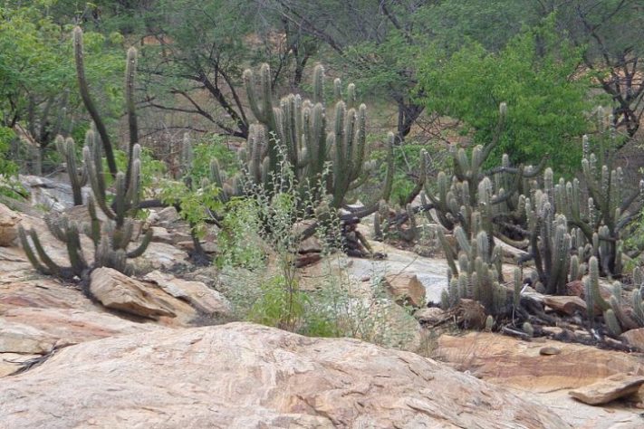 Caatinga — Wikimedia Commons/Diogo Sergio