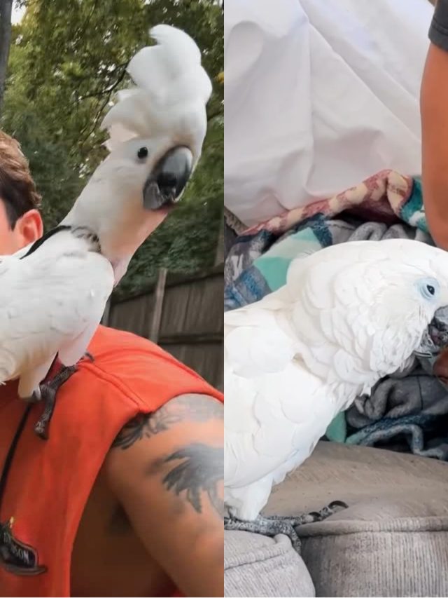 Cacatua contraria expectativa e vira amiga de cachorro