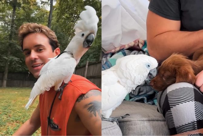 Cacatua contraria expectativa e vira amiga de cachorro