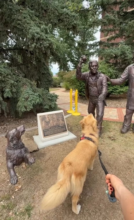 A tutora gravou o vídeo da reação do cachorro, que latia e aguardava ansiosamente pelo lançamento, sem se dar conta de que tratava-se de uma estátua. Como a própria dona afirmou em sua rede social, 