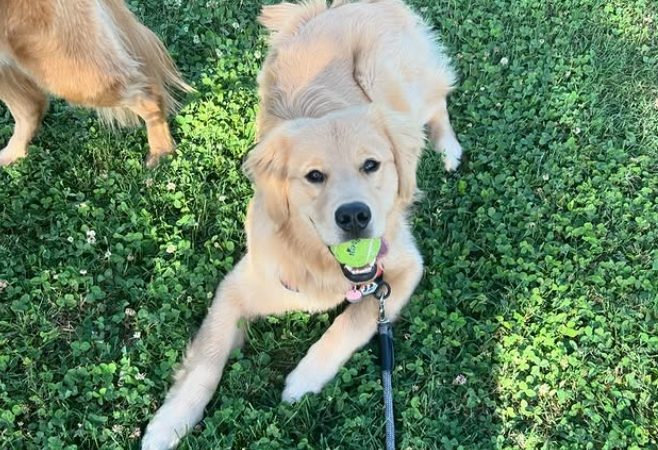 Golden retriever viraliza com mais uma das suas: raça é querida pelo público