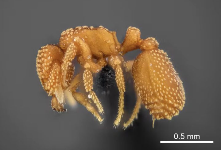 Tem também a formiga Eurhopalothrix, encontrada às margens do Rio São Francisco.