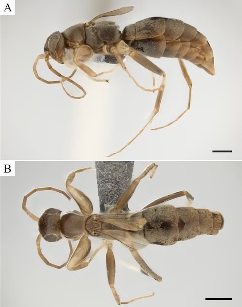 Por fim, os pesquisadores descobriram duas novas vespas parasitas: a Gonatopus cambitos e a Olixon caju.