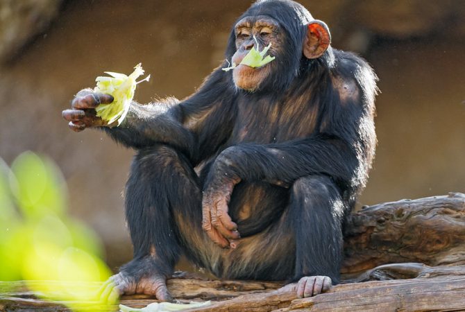 Estudo revela que chimpanzés ingerem álcool natural presente nas frutas