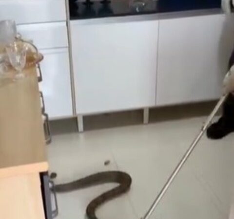 Jiboia surpreende morador dentro de casa