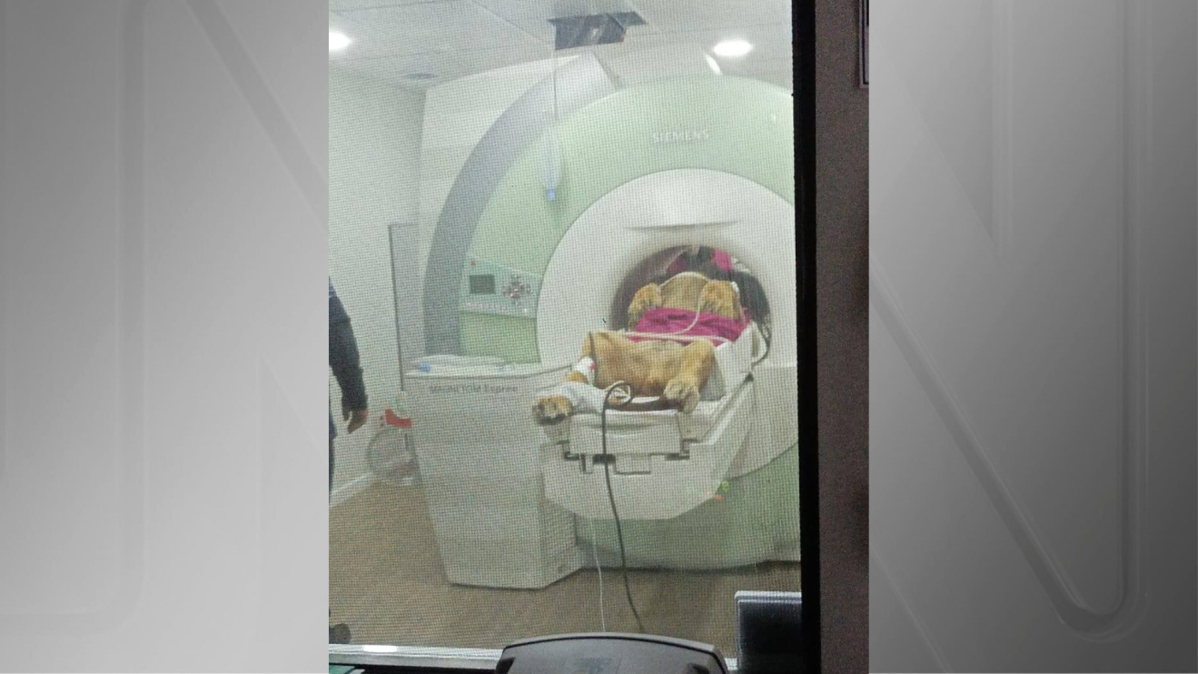 Com cerca de 160 quilos, o animal foi devidamente sedado para garantir segurança e recuperação tranquila. Dacar chegou ao zoo em 2024, vindo de São Paulo, e hoje divide o recinto com a leoa Zâmbia, sua companheira. Vamos conhecer mais sobre esses majestosos animais.