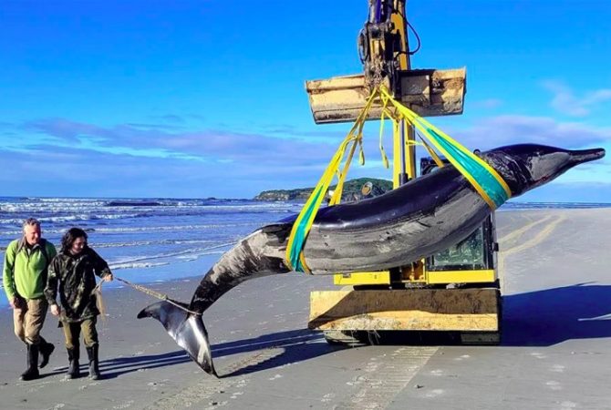 ‘Fantasma do oceano’: baleia encontrada na Nova Zelândia nunca foi vista viva