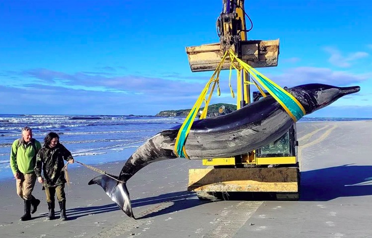 Exemplar de baleia-dente-de-pá, encontrado na Nova Zelândia - Divulgação/New Zealand Conservation Department