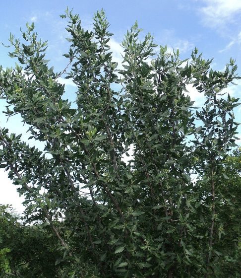 No início, o local era chamado de 