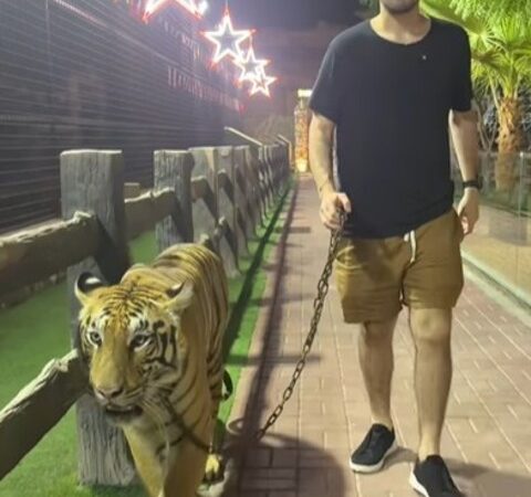 Filho de Faustão publica vídeo passeando com tigre numa coleira