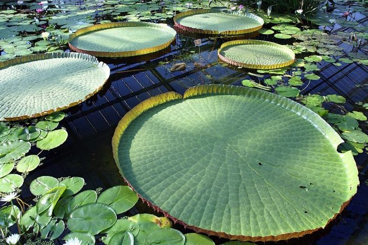 A espécie mais famosa, Victoria amazonica, pode apresentar folhas circulares com até 2,5 metros de diâmetro.