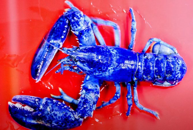 Raríssima lagosta azul é encontrada nos Estados Unidos
