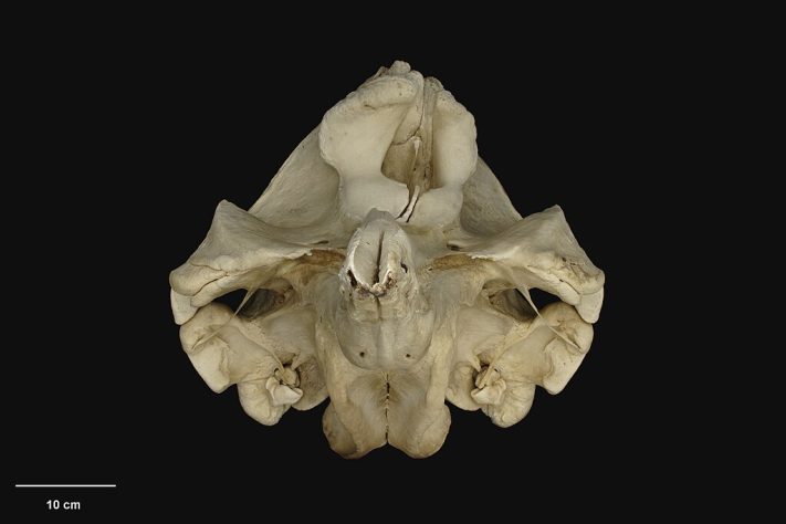 Baleia-dente-de-pá é a mais rara do mundo - Wikimedia Commons/Andrew Glaser