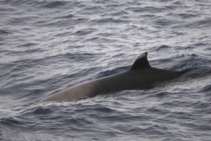 Baleia-dente-de-pá é a mais rara do mundo - steve b/iNaturalist
