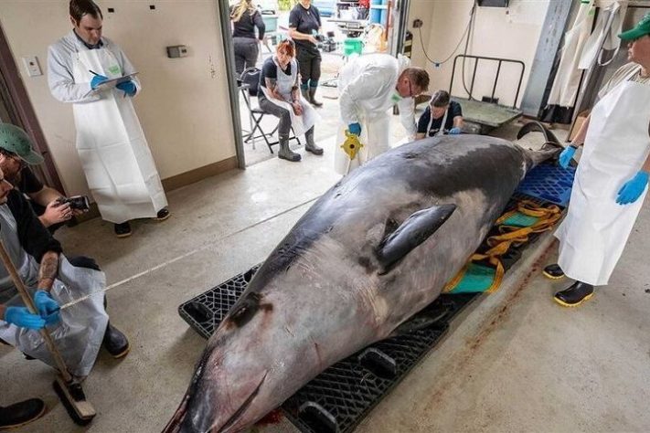 Exemplar de baleia-dente-de-pá, encontrado na Nova Zelândia - Divulgação/New Zealand Conservation Department