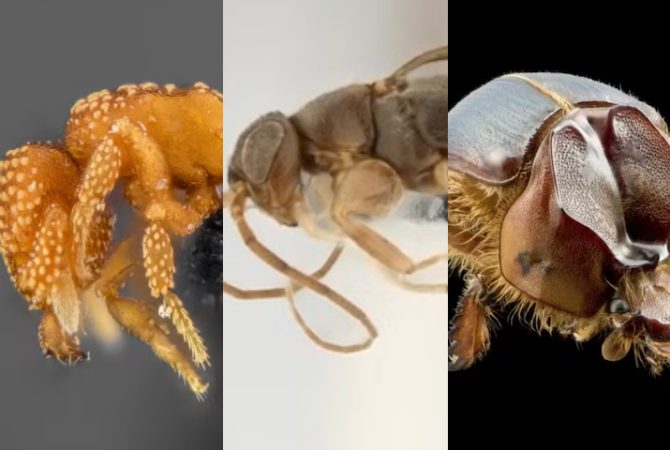 ‘Besouro arretado’ e muito mais: pesquisadores descobrem novas espécies de insetos na Caatinga