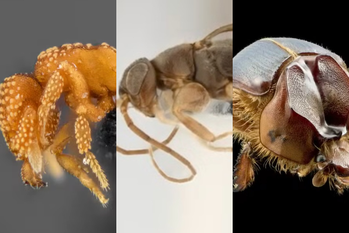 Pesquisadores descobrem novas espécies de insetos na região da Caatinga — Montagem/Divulgação/Gabriel Celante
