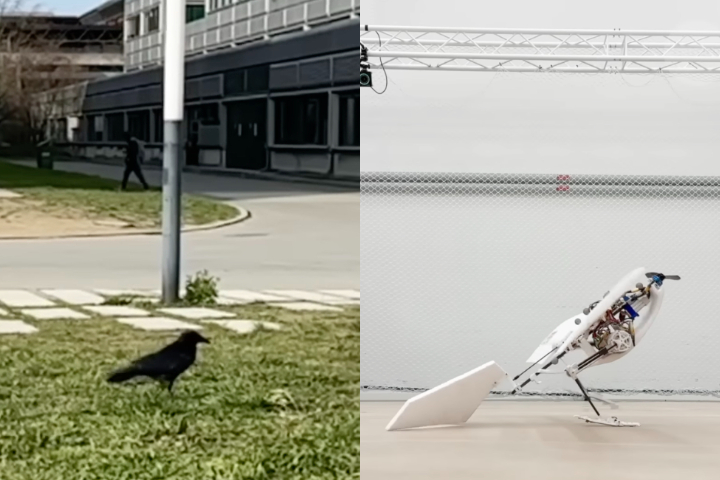 O design foi baseado em movimentos de corvos e gralhas.