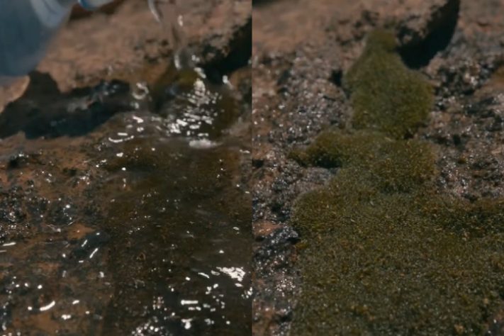 Myrothamnus flabellifolia, conhecida como 'planta da ressurreição' - Montagem/Reprodução