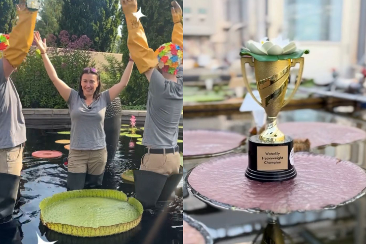 O segundo lugar ficou com o Jardim Botânico do Missouri, que aguentou 82,5 kg, e o terceiro com o de Huntsville, no Alabama, que suportou 80 kg.