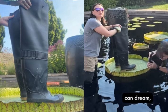 Jardim botânico dos Estados Unidos promove concurso inusitado para definir vitória-régia mais resistente - Montagem/Reprodução/Instagram @denverbotanic