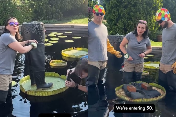 Jardim botânico dos Estados Unidos promove concurso inusitado para definir vitória-régia mais resistente - Montagem/Reprodução/Instagram