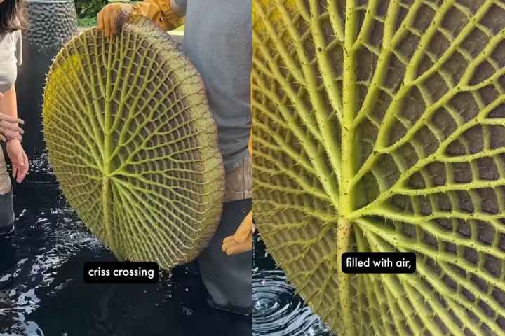 A incrível força dessas folhas deve-se à sua estrutura única: uma rede de nervuras que formam compartimentos rígidos com bolsas de ar, distribuindo o peso de forma igual.