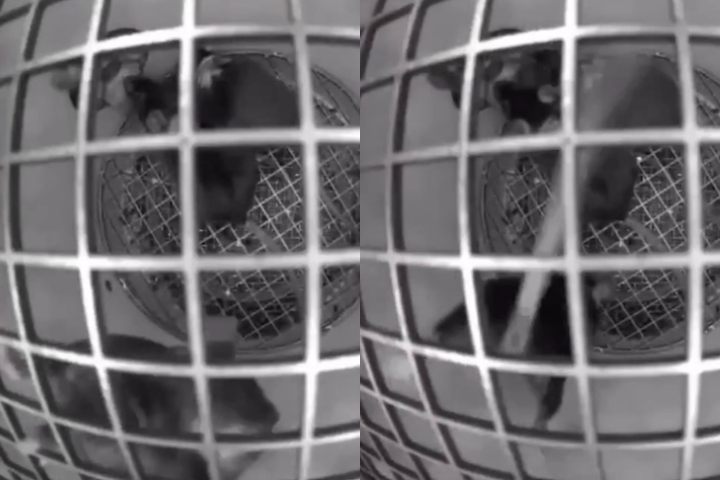 Vídeos divulgados durante a missão mostraram o cotidiano dos camundongos no espaço, permitindo ao público acompanhar parte da experiência em tempo real.