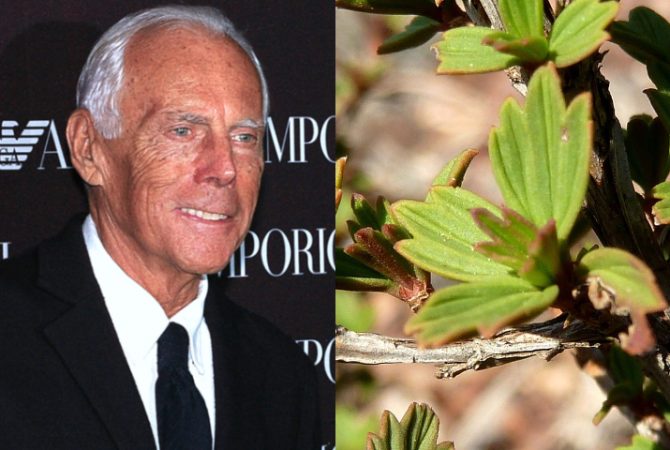 Produto de Giorgio Armani fazia uso de ‘planta da ressureição’; entenda