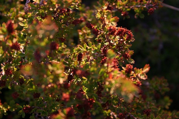 Myrothamnus flabellifolia, conhecida como 'planta da ressurreição' - Wikimedia Commons/Androstachys