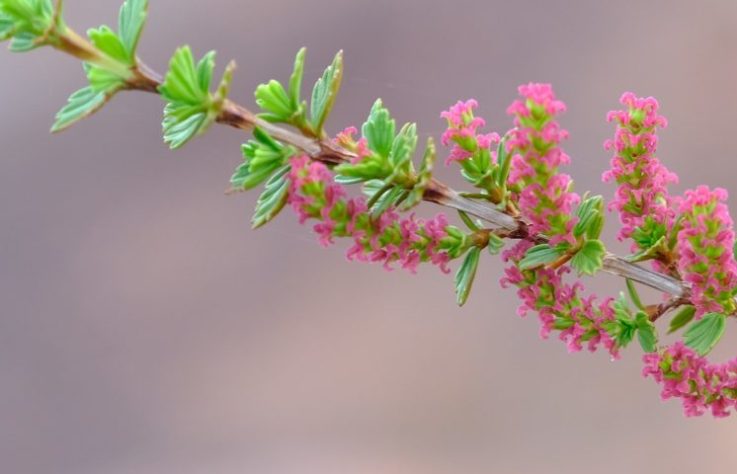 Myrothamnus flabellifolia, conhecida como 'planta da ressurreição' - Nick Helme/iNaturalist