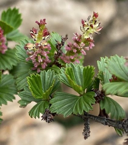 Myrothamnus flabellifolia, conhecida como 'planta da ressurreição' - Dave U/iNaturalist